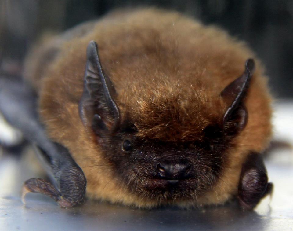 最愛睡覺的動物 - 蝙蝠 - 安可人生