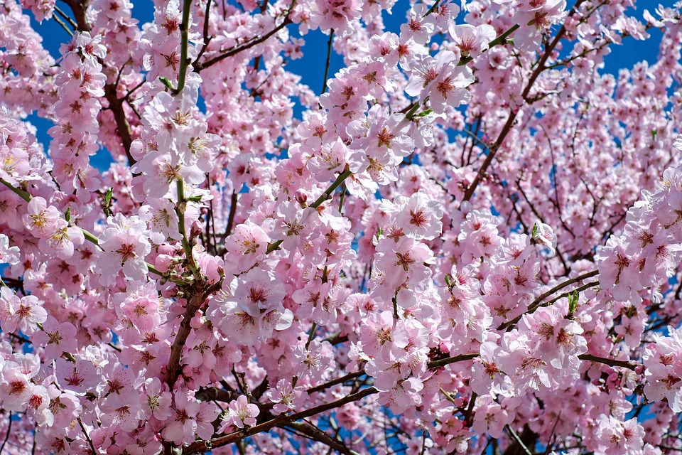 櫻花樹－安可人生
