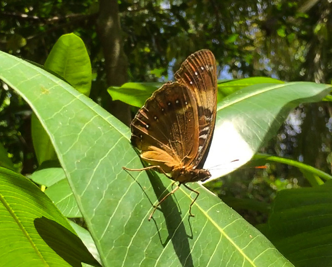 馬里亞納八目斑蛺蝶在樹葉上－安可人生