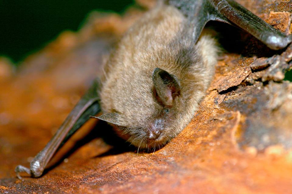 最愛睡覺的動物 - 蝙蝠 - 安可人生