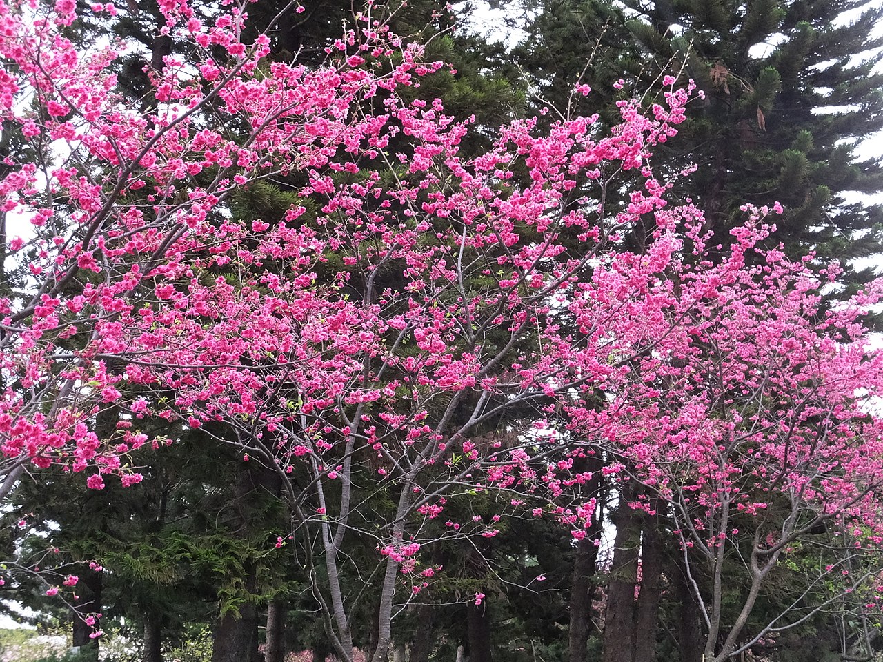 山櫻花照片－安可人生