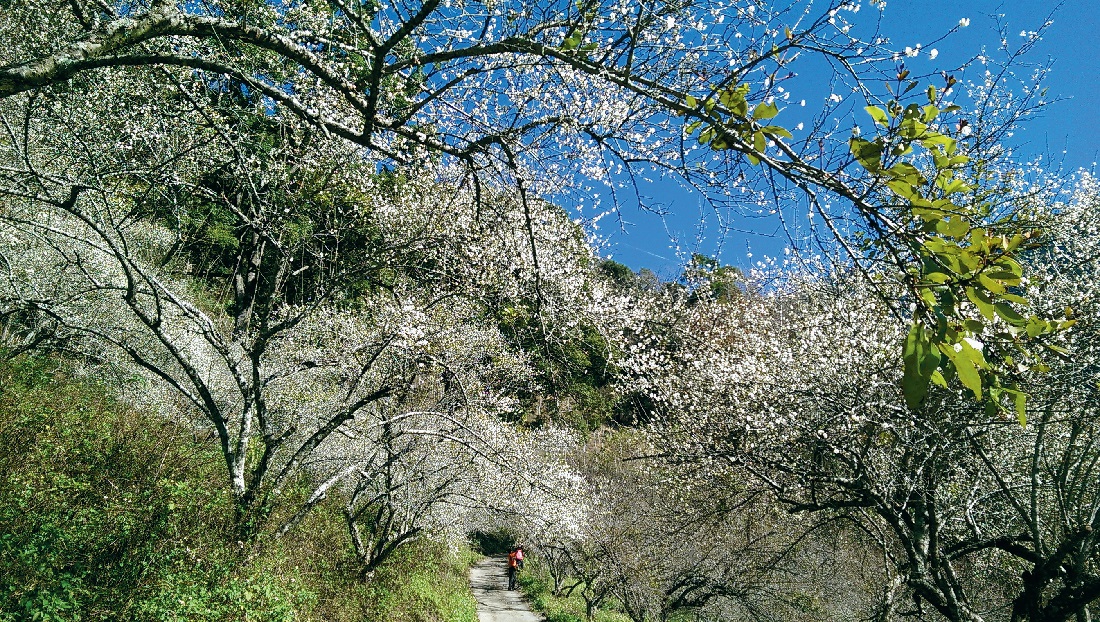 東埔溫泉 - 安可人生雜誌