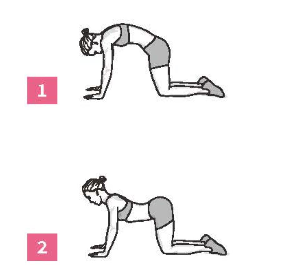 50組在家徒手健身腹腿臀計畫_四足跪姿脊椎放鬆術