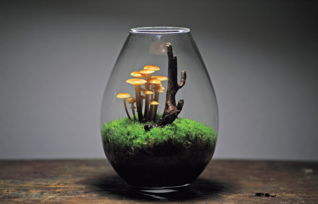 日本園藝新寵 : 自己動手做一個菌菇迷你花園！