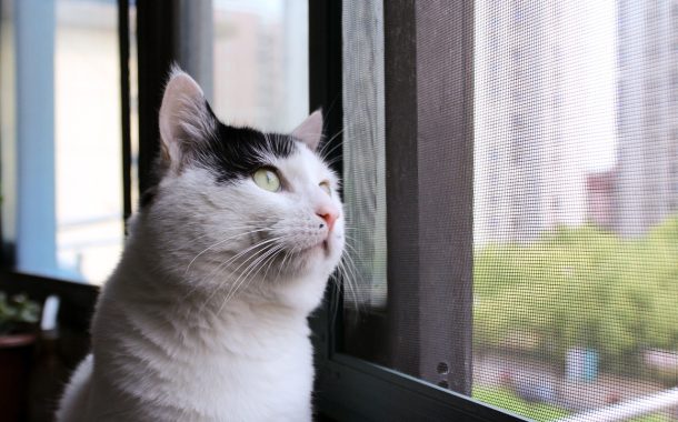 陽台上的阿嬤情報網以及窗台上的萌貓　共譜荷蘭特殊療癒街景