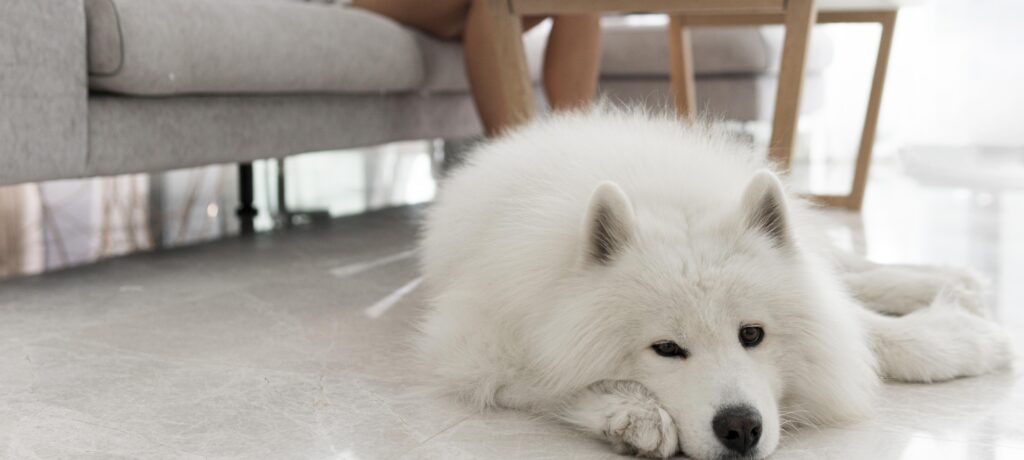 如何面對長照中的同伴動物可能出現的預期性悲傷