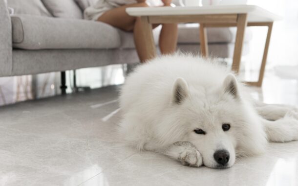 如何面對長照中的同伴動物可能出現的預期性悲傷