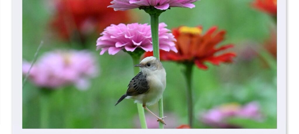 一花一鳥之間：在平衡中看見生命的秩序與從容