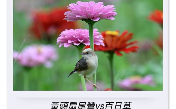 一花一鳥之間：在平衡中看見生命的秩序與從容