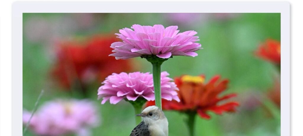 一花一鳥之間：在平衡中看見生命的秩序與從容