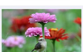 一花一鳥之間：在平衡中看見生命的秩序與從容