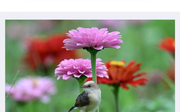一花一鳥之間：在平衡中看見生命的秩序與從容