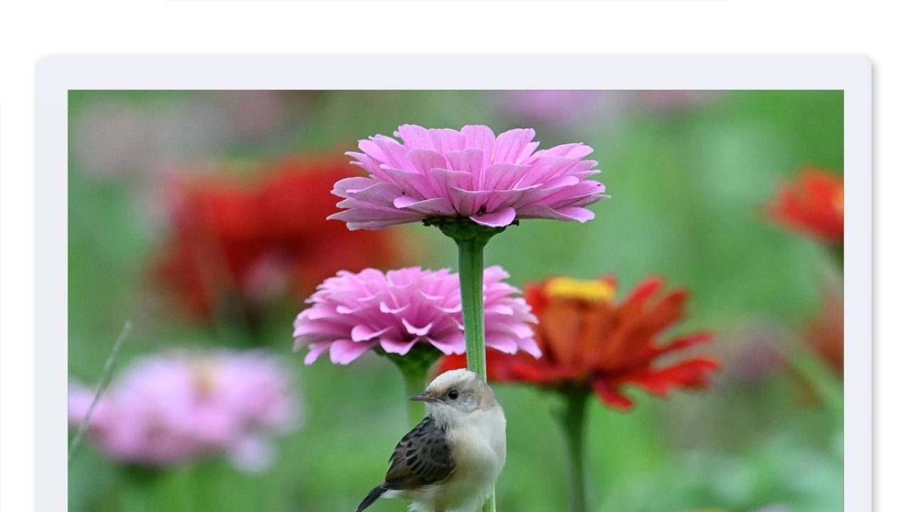 一花一鳥之間：在平衡中看見生命的秩序與從容