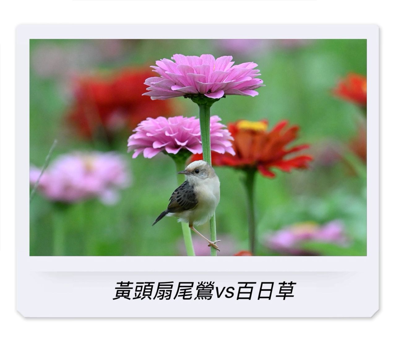 一花一鳥之間：在平衡中看見生命的秩序與從容