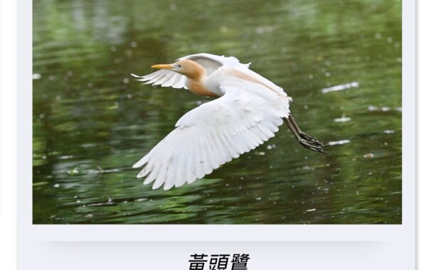 以鳥為師｜台北最貴的豪宅區