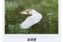 小腹瘦不下來？每天10秒鐘，幫內臟回到正確位置
