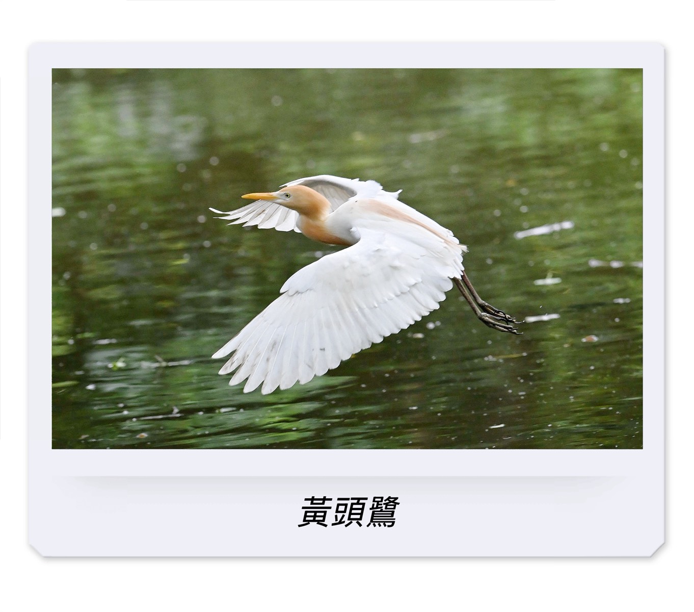 以鳥為師｜台北最貴的豪宅區