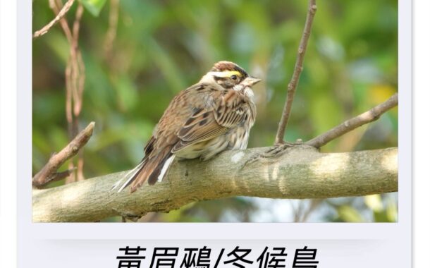三種鵐科之美：從隱到顯，看見攝影與自然的三種層次
