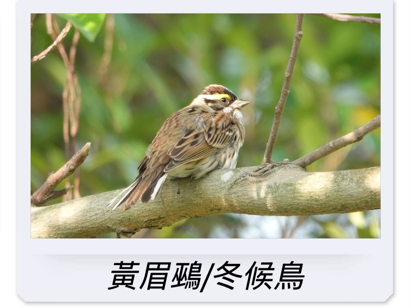 三種鵐科之美：從隱到顯，看見攝影與自然的三種層次