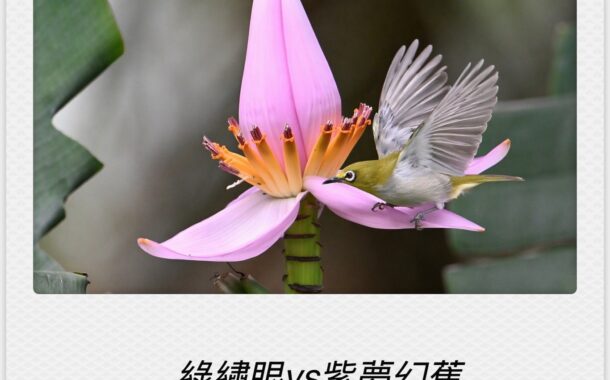 以鳥為師：城市綠境中的生命節奏
