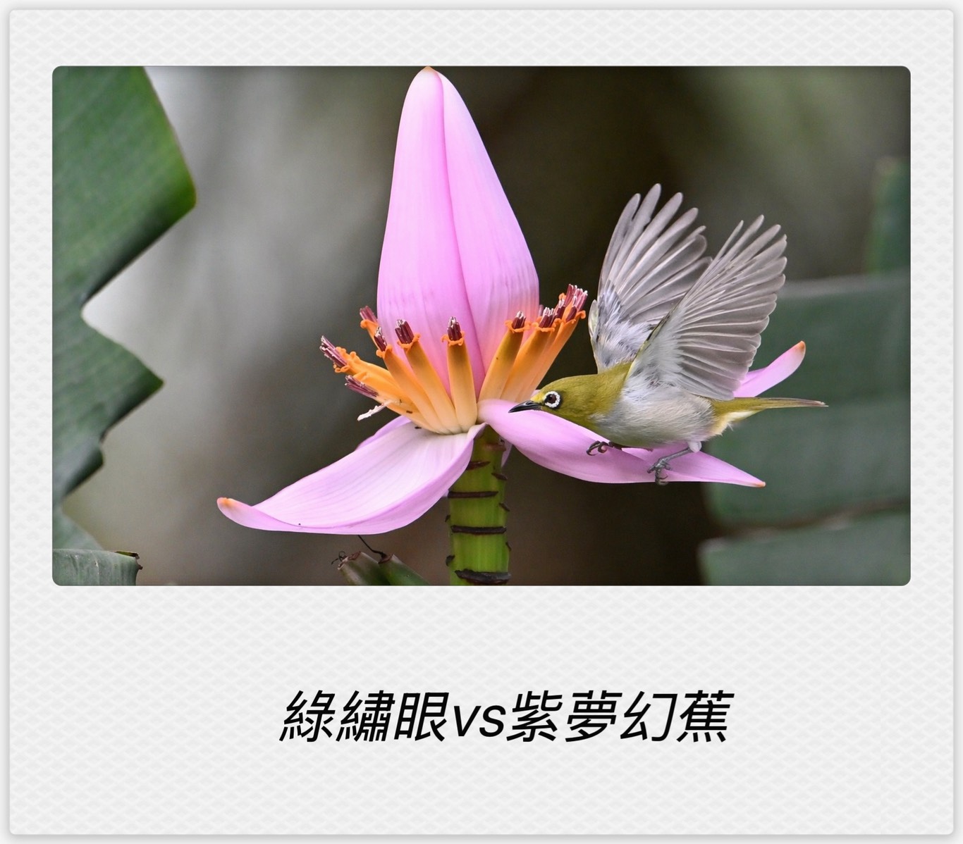 以鳥為師：城市綠境中的生命節奏